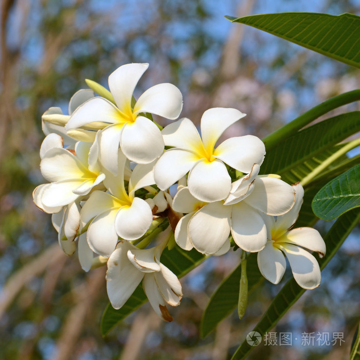 白色和黄色鸡蛋花属牧草 鸡蛋花 赤素馨花 槐花树或庙树 在自然背景照片 正版商用图片1iheua 摄图新视界