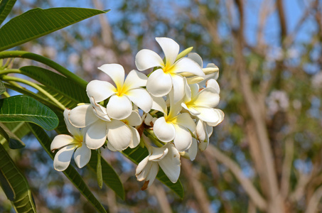 白色和黄色鸡蛋花属牧草 鸡蛋花，赤素馨花 槐花树或庙树 在自然背景
