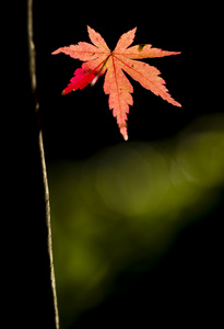 秋天的枫叶树详细信息