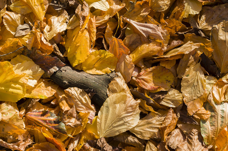 堕落秋天黄叶在地面上