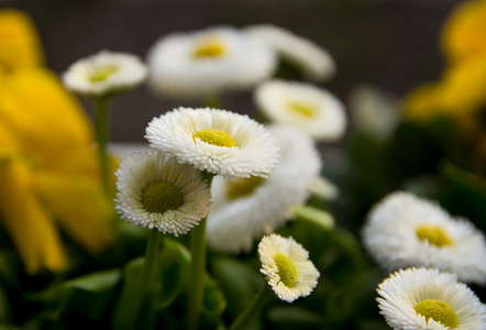 雏菊花