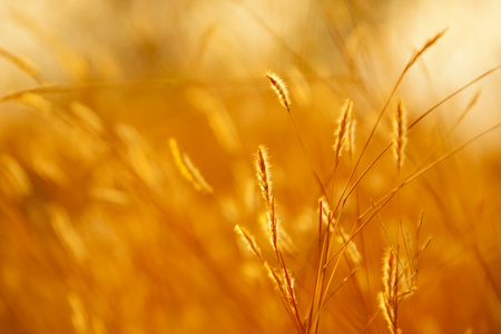 小麦和太阳紫外线的耳朵