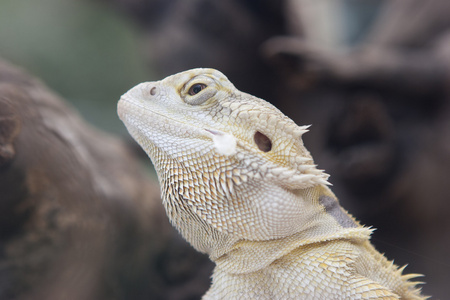 鬣蜥在 jungla照片