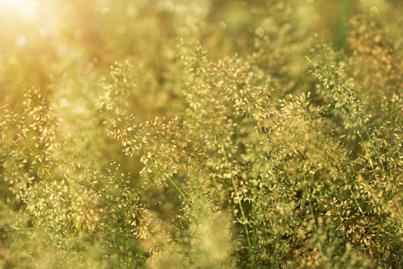 小花小草和阳光