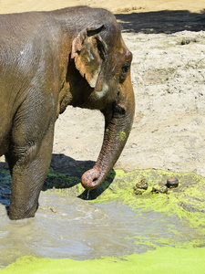 印度大象洗澡