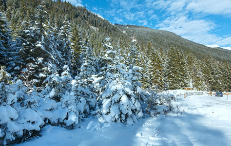 雪杉木树