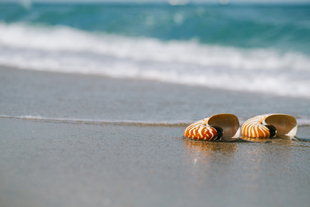 两个鹦鹉螺贝壳与海浪