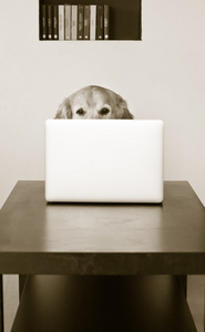 狗在一台笔记本电脑