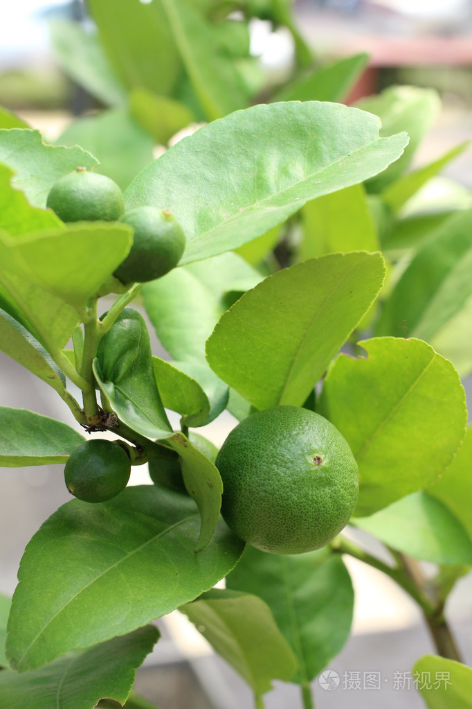 绿色柠檬树上