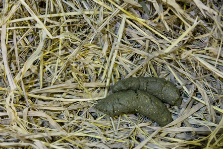 干草地动物粪便照片