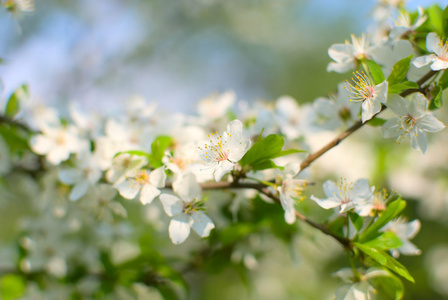 雪白的樱桃花在春天