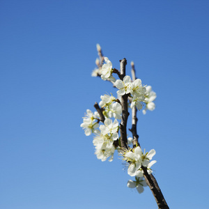 樱桃花