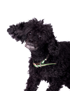 黑色卷毛在白色的黑色的卷毛狗照片