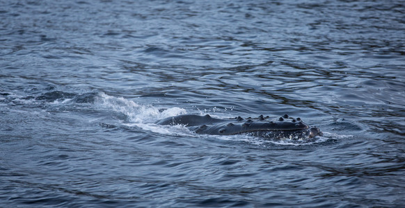 驼背鲸掠过水面