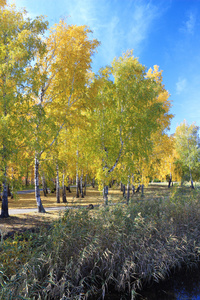在公园里的秋天风景金 birchs