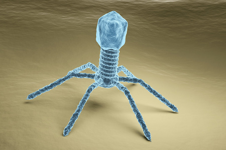 噬菌体实拍图片