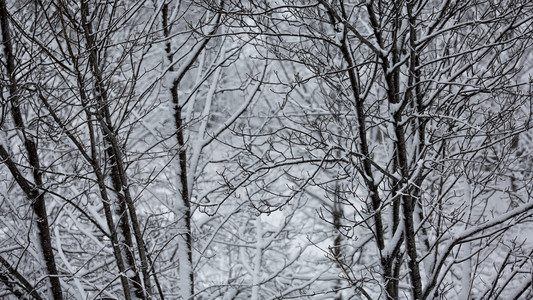 大雪覆盖的树枝