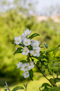 樱花盛开的花朵