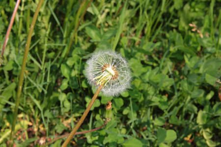 半满吹球花