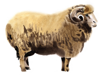 一只羊的水彩插图