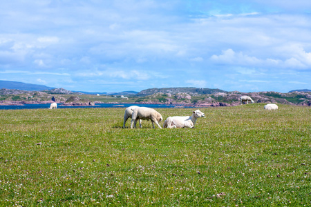 绵羊和马匹在爱奥那岛内赫布里的 苏格兰羊在爱奥那岛内赫布里，苏格兰的字段的字段