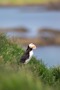 大西洋海雀，冰岛