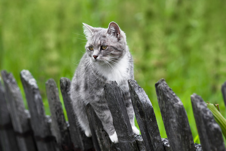 栅栏上的猫