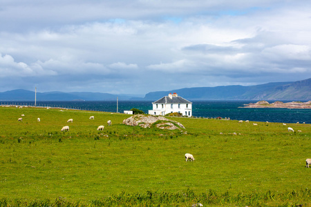 Fieldf 爱奥那岛内赫布里的 领域的爱奥那岛内赫布里，苏格兰苏格兰羊羊