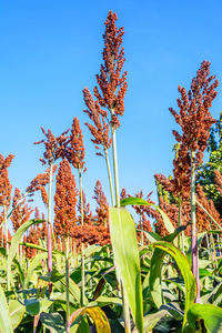 黍子高粱照片