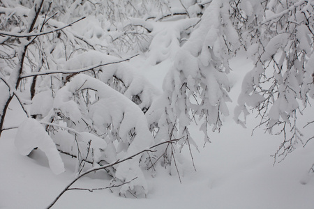 在与大量的雪后极线, 的俄罗斯北部冬季森林