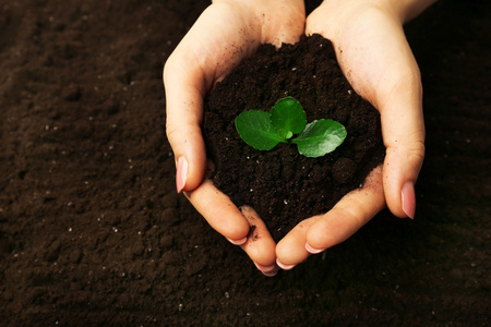 小植物对土壤图片