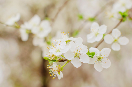 美丽的花朵在春天树木的树枝上