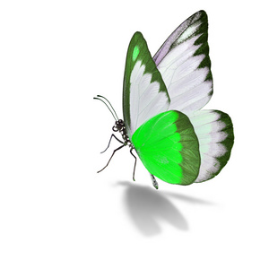 绿色和白色蝴蝶