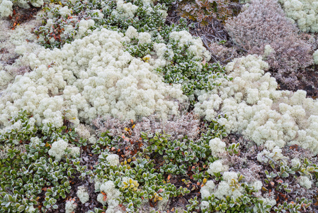 苔藓和地衣