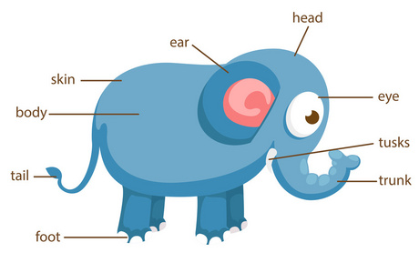 身体矢量大象词汇部分