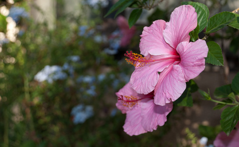 粉色芙蓉花