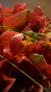 红花的花束细节