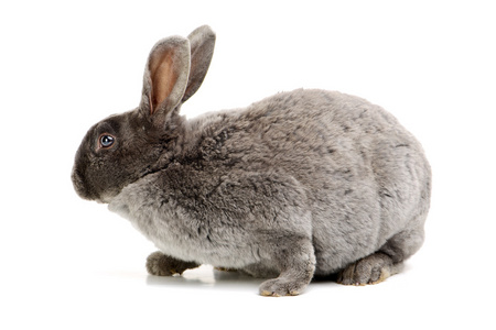 灰色可爱的兔子