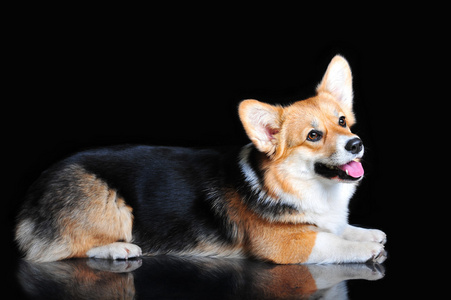 柯基在地板上彭布罗克威尔士科基犬躺在地板上,孤立的黑色照片