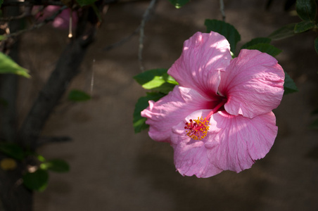 粉色芙蓉花