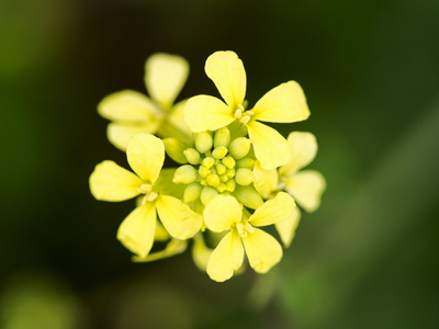 字段芥末雨后的油菜花照片
