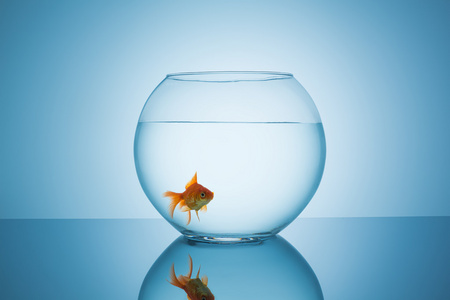 金鱼在鱼缸里照片