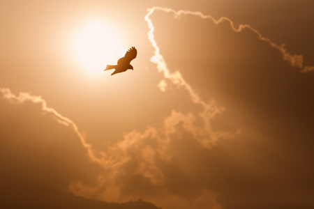 飞鹰翅膀开放和太阳与云背景下的视图