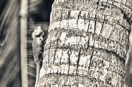 一棵树上的鬣鳞蜥