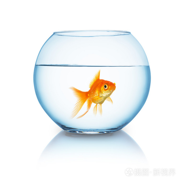 大金鱼在鱼缸里照片 正版商用图片1iinus 摄图新视界