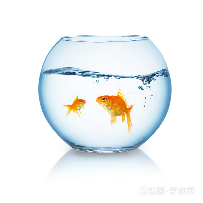 金鱼在鱼缸里的家庭