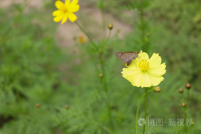 黄色花宇宙上的蝴蝶