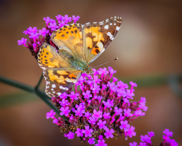 蝴蝶与鲜花