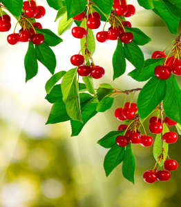 甜樱桃的枝图片