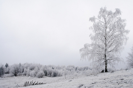 在喀尔巴阡冷冻的树